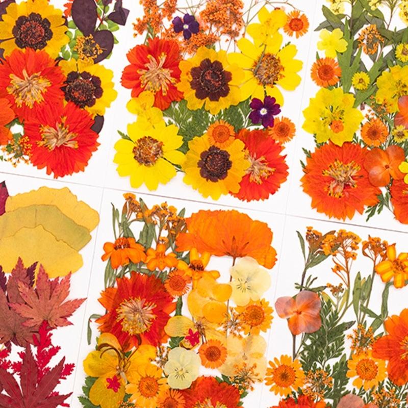 Gedroogde geperste bloem voor  - Art And Craft Nature recensie en prijs