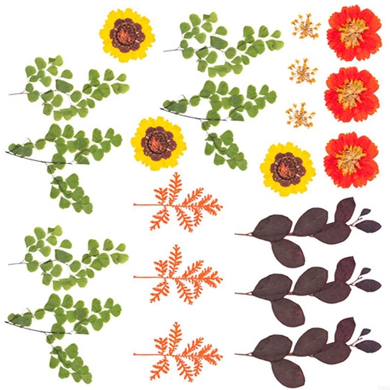 Gedroogde geperste bloem voor  - Art And Craft Nature recensie en prijs